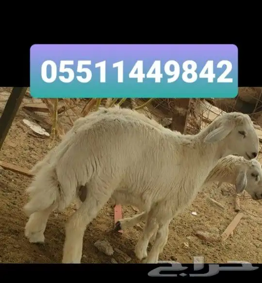 طليان ذبايح لباب البيت حري وسواكني مربى 6