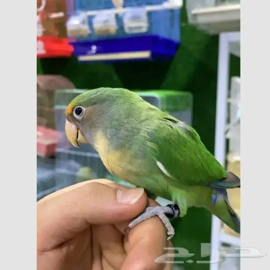مستلزمات القطط والطيور بأنواعها 8