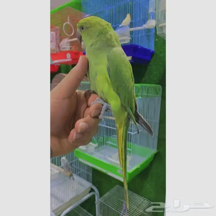 مستلزمات القطط والطيور بأنواعها 5