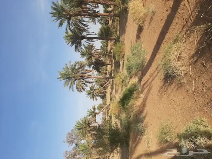 نخل للبيع طوله من 1متر إلى 7 متر 3