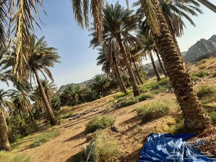 نخل للبيع طوله من 1متر إلى 7 متر 1