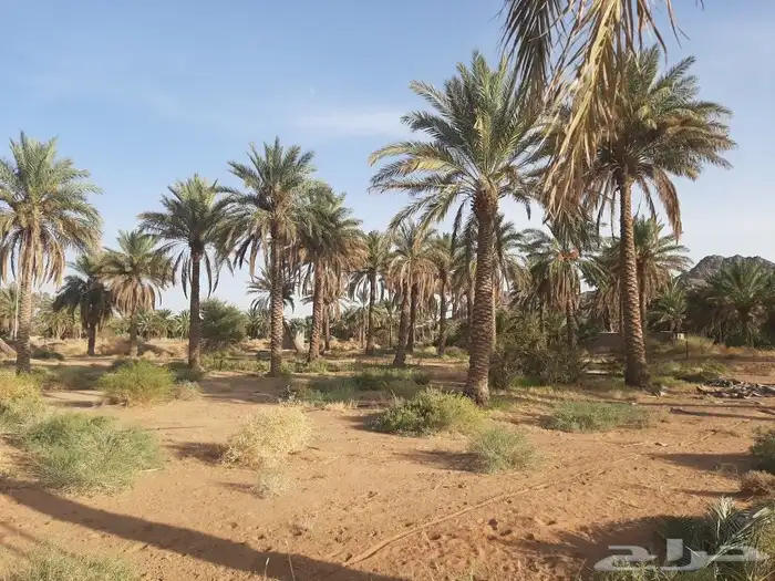 نخل للبيع طوله من 1متر إلى 7 متر 2