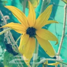 مشتل السراج بمحافظة أضم  18