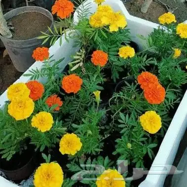 مشتل السراج بمحافظة أضم  26