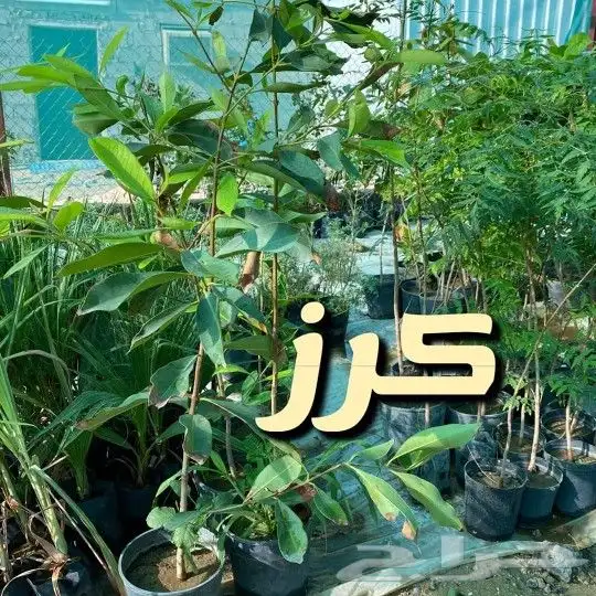 مشتل السراج بمحافظة أضم  49
