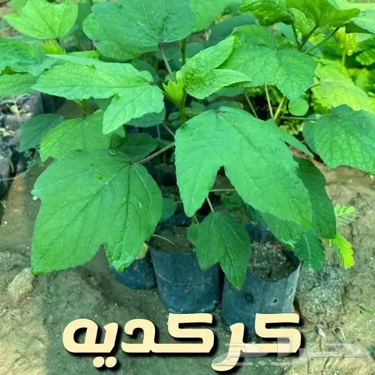 مشتل السراج بمحافظة أضم  50
