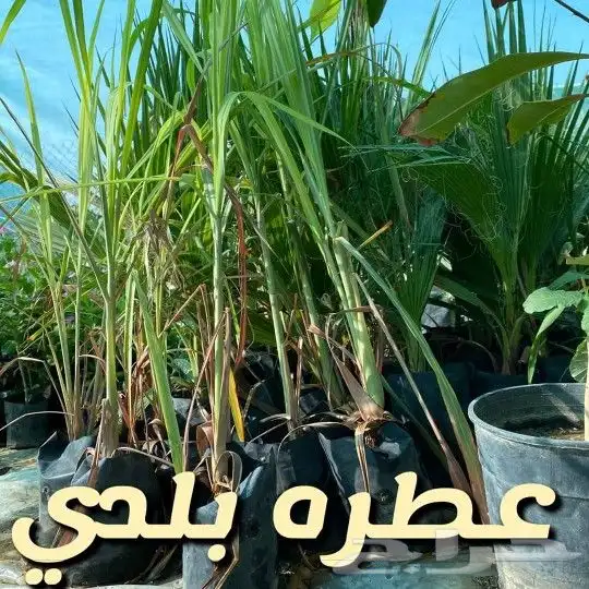 مشتل السراج بمحافظة أضم  30