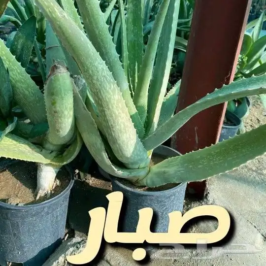 مشتل السراج بمحافظة أضم  37
