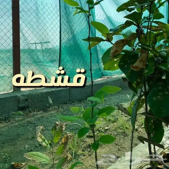 مشتل السراج بمحافظة أضم  48