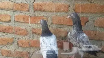 طبات تيدي صافيه 42