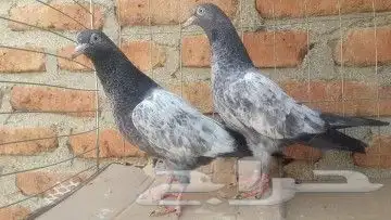 طبات تيدي صافيه 7