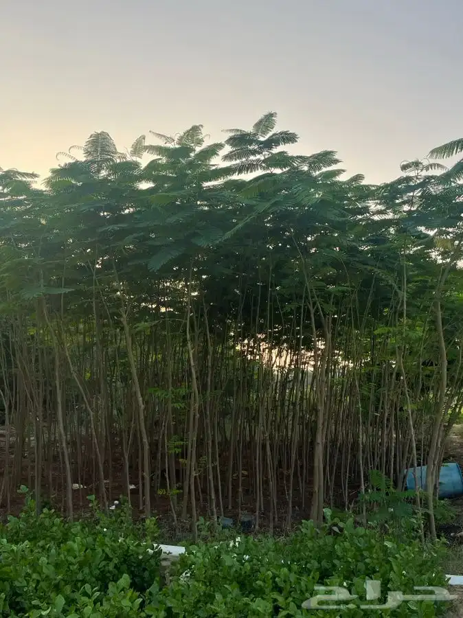 مشتل التكامل لبيع الشتلات وجميع الاشجار 0533351329 33