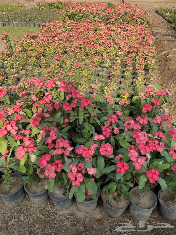 مشتل التكامل لبيع الشتلات وجميع الاشجار 0533351329 8