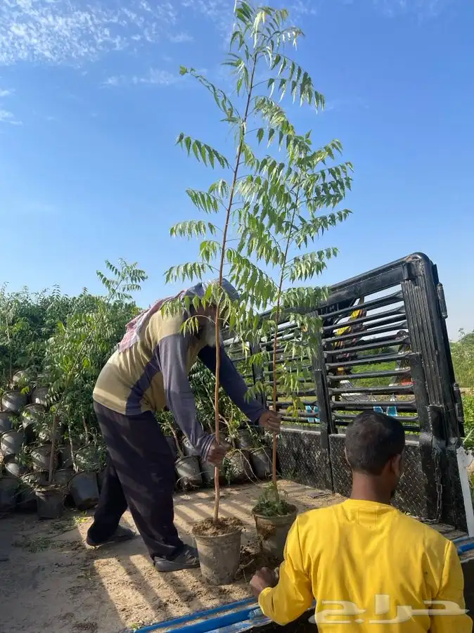 مشتل التكامل لبيع الشتلات وجميع الاشجار 0533351329 11
