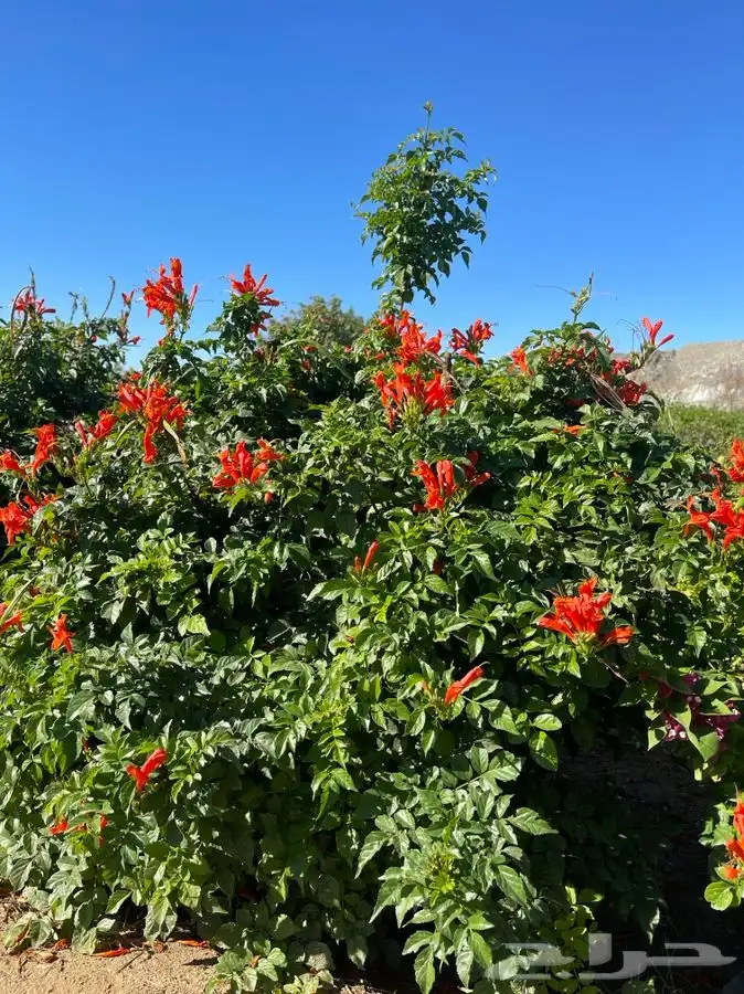 مشتل التكامل لبيع الشتلات وجميع الاشجار 0533351329 0