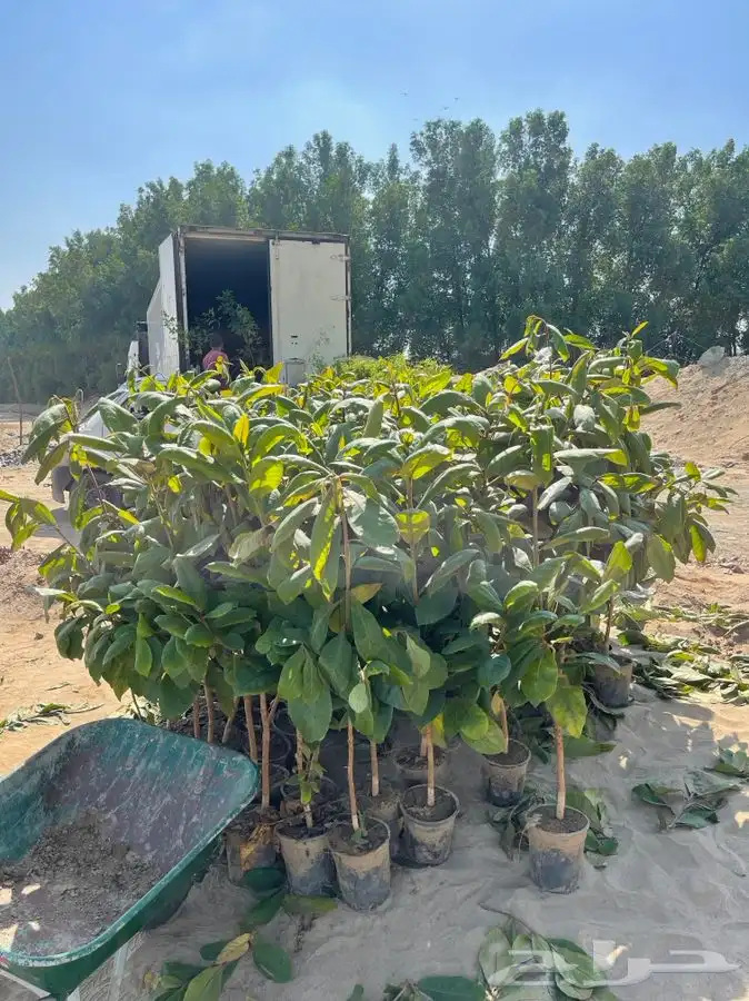 مشتل التكامل لبيع الشتلات وجميع الاشجار 0533351329 37