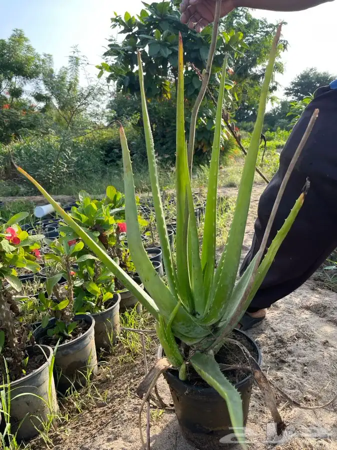 مشتل التكامل لبيع الشتلات وجميع الاشجار 0533351329 19