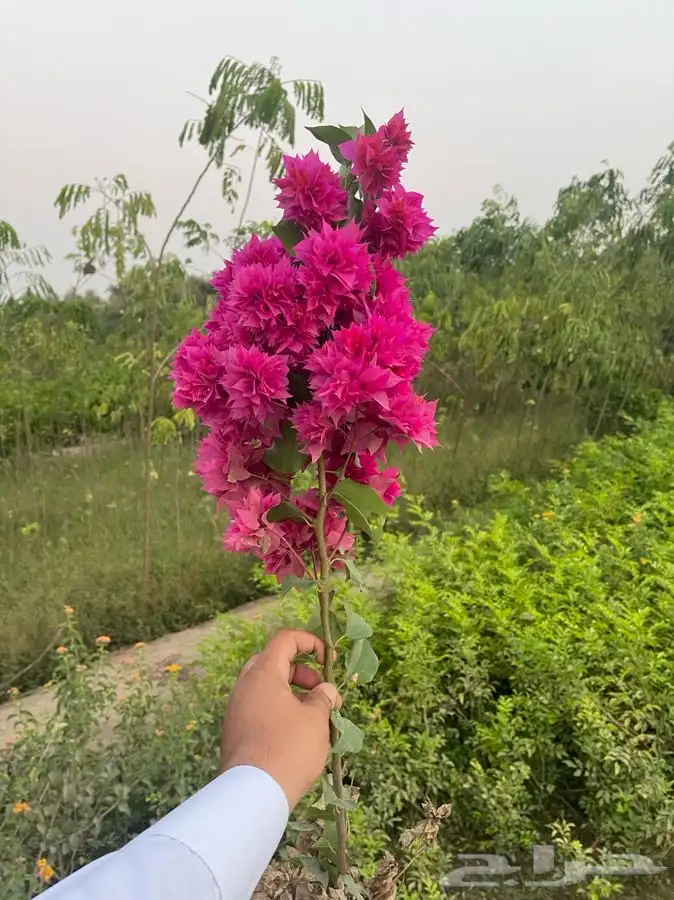 مشتل التكامل لبيع الشتلات وجميع الاشجار 0533351329 47