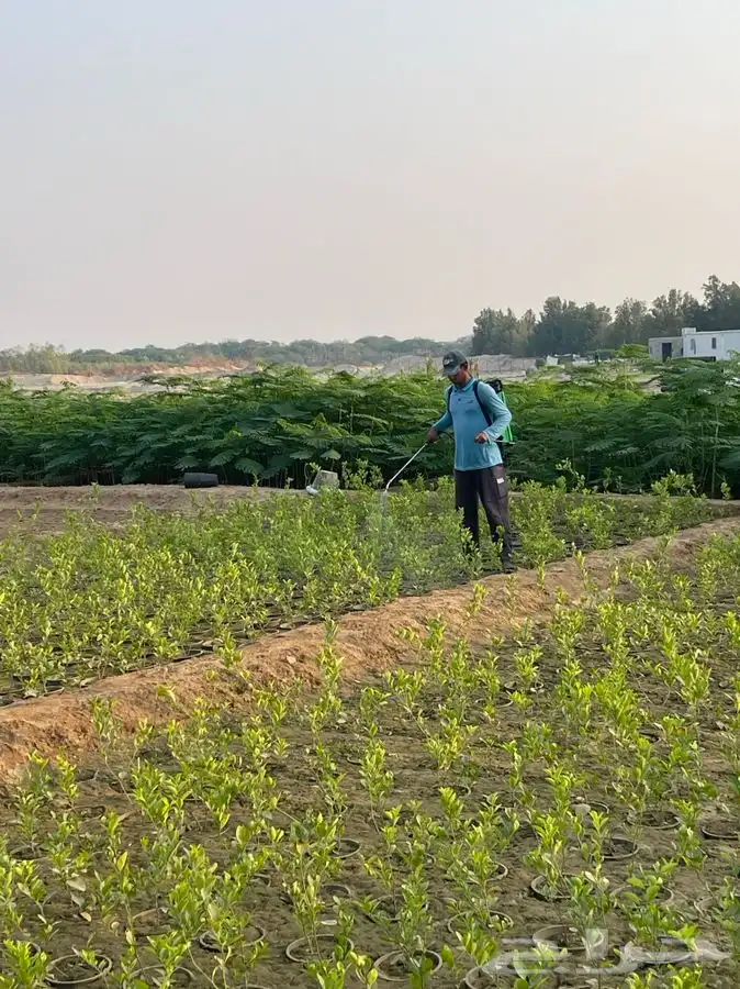 مشتل التكامل لبيع الشتلات وجميع الاشجار 0533351329 48