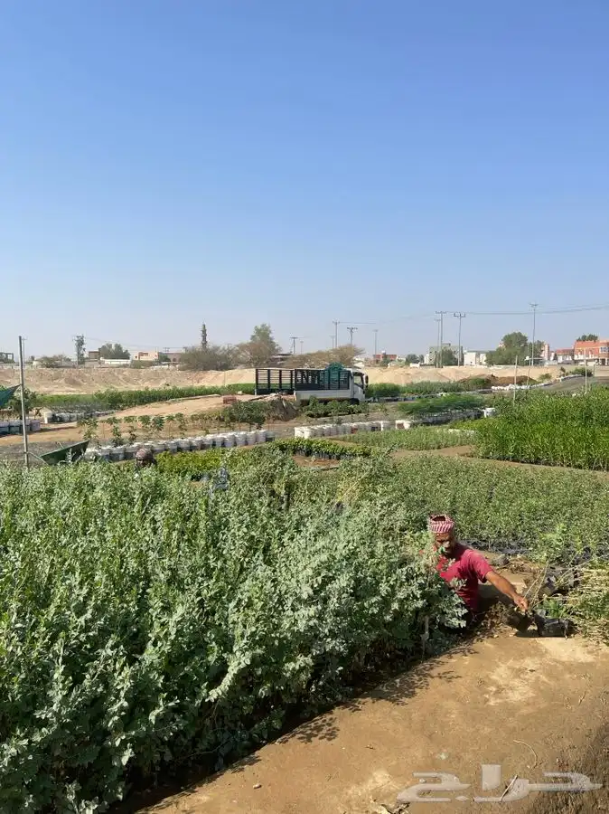 مشتل التكامل لبيع الشتلات وجميع الاشجار 0533351329 51