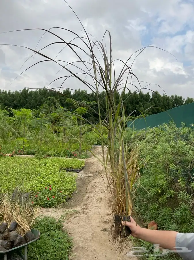 مشتل التكامل لبيع الشتلات وجميع الاشجار 0533351329 17