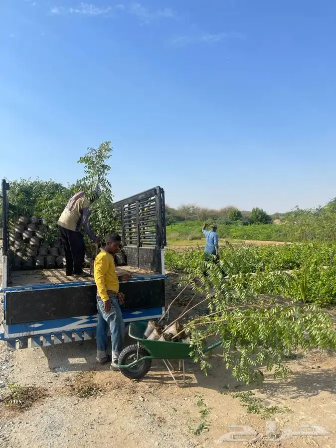 مشتل التكامل لبيع الشتلات وجميع الاشجار 0533351329 12