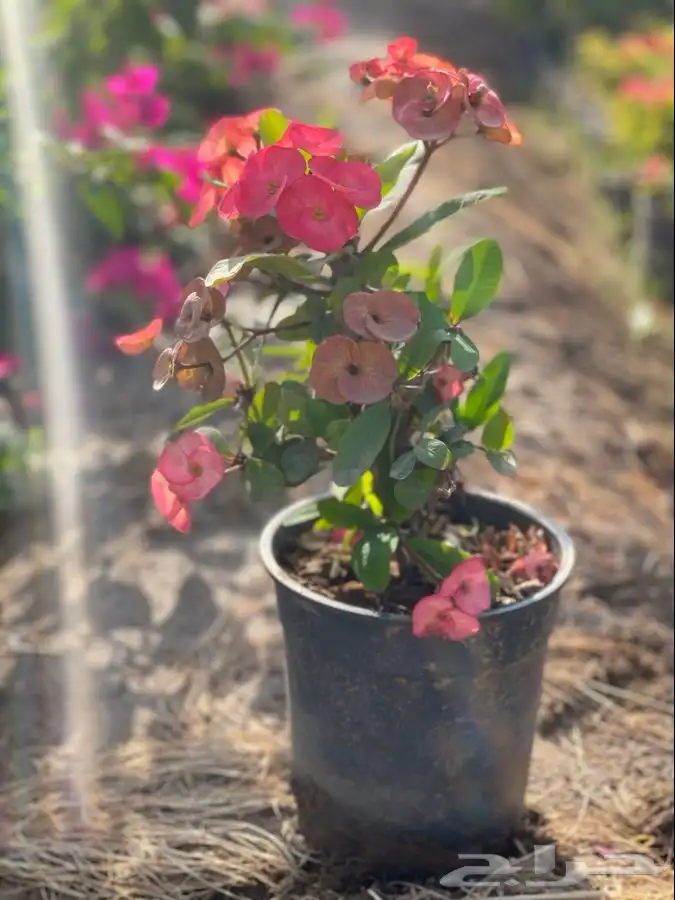 مشتل التكامل لبيع الشتلات وجميع الاشجار 0533351329 9