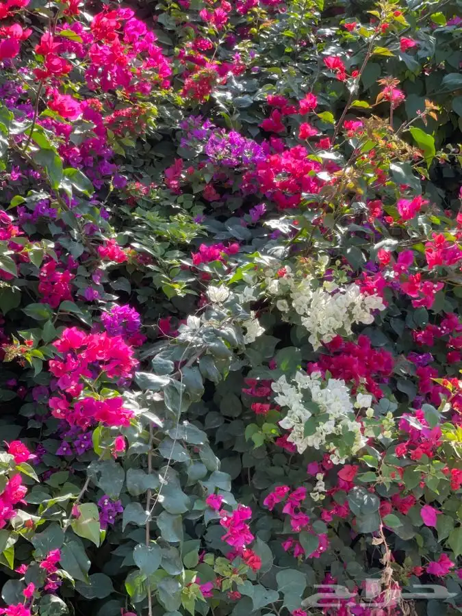 مشتل التكامل لبيع الشتلات وجميع الاشجار 0533351329 5