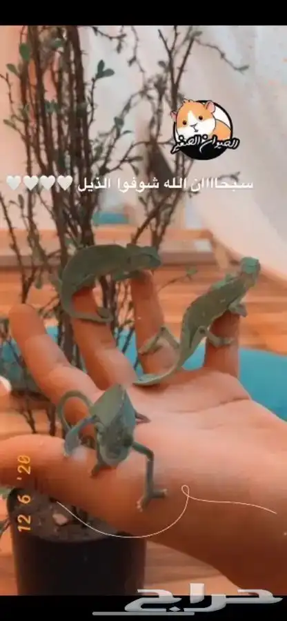حرباء المحجبه متوفر تمارا 3