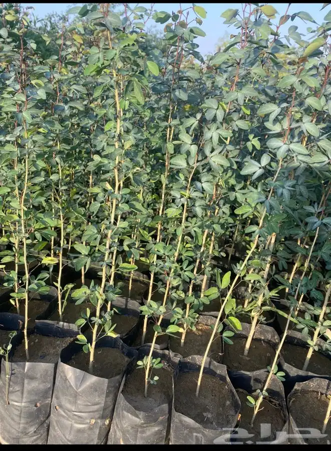 مشاتل التكامل الخضراء 0533361329 10