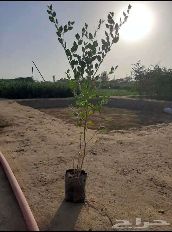 مشاتل التكامل الخضراء 0533361329 11