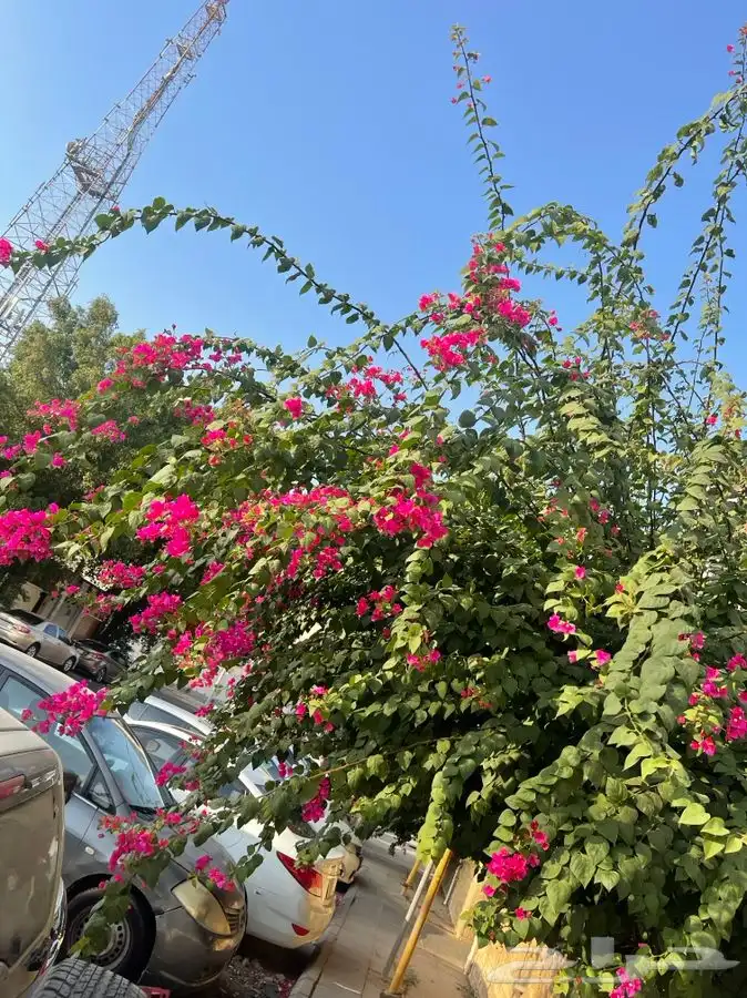 مشاتل التكامل الخضراء 0533361329 0