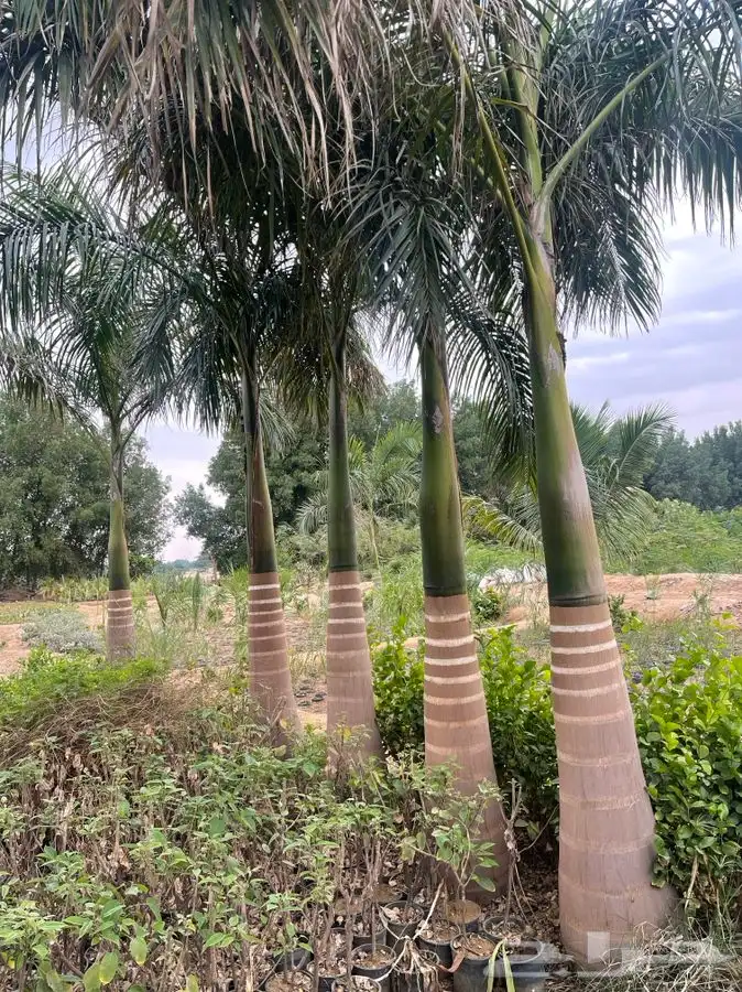 مشاتل التكامل الخضراء 0533361329 14