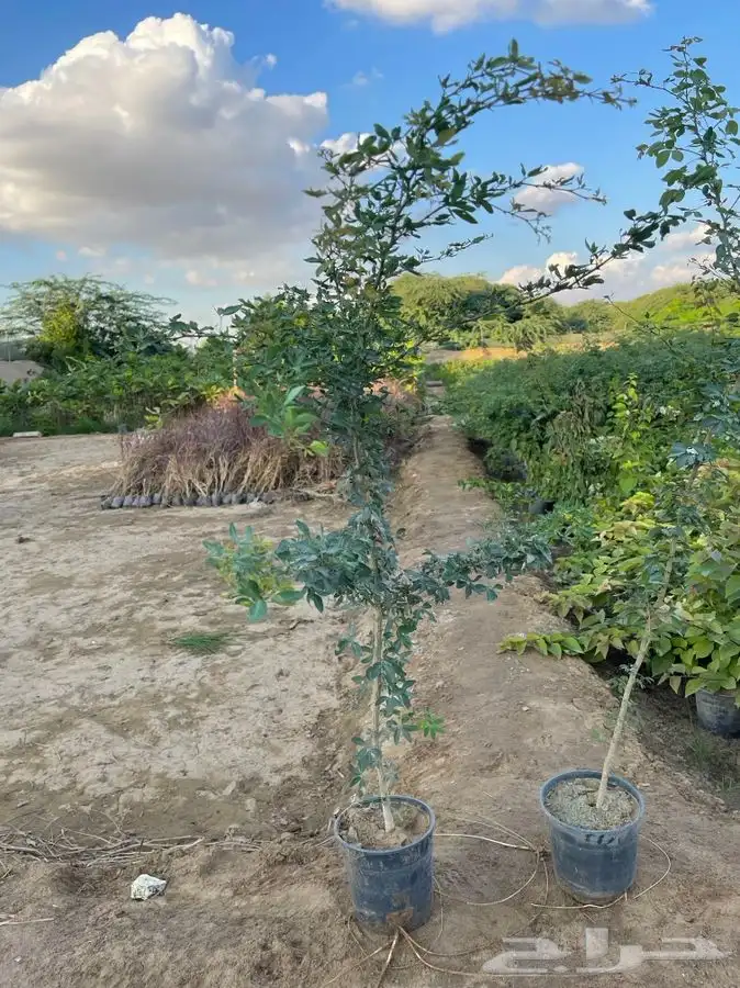 مشاتل التكامل الخضراء 0533361329 13