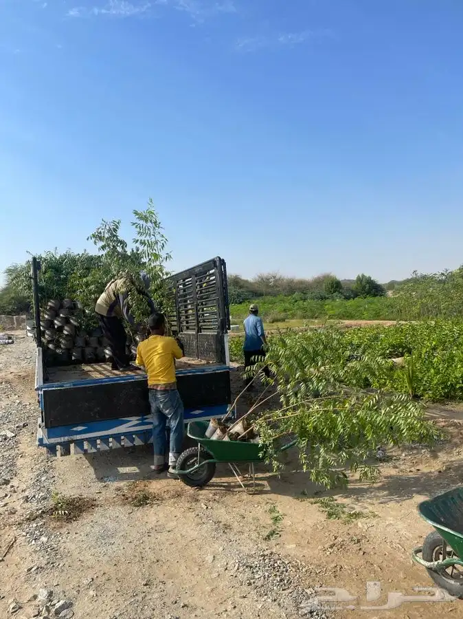 مشاتل التكامل الخضراء 0533361329 16