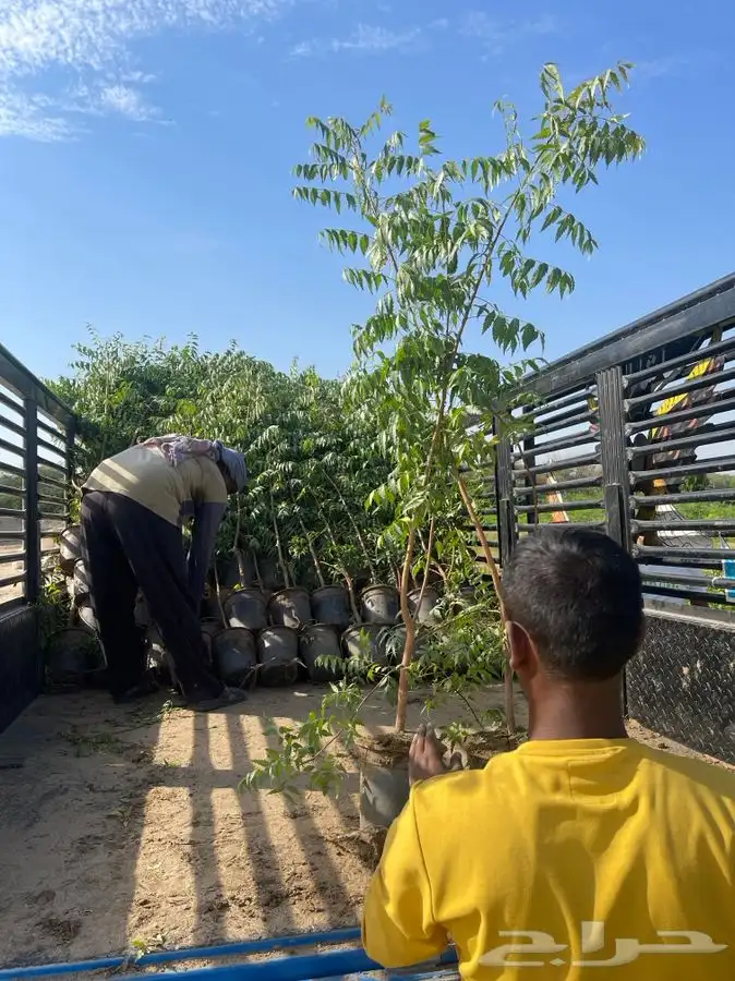 مشاتل التكامل الخضراء 0533361329 15