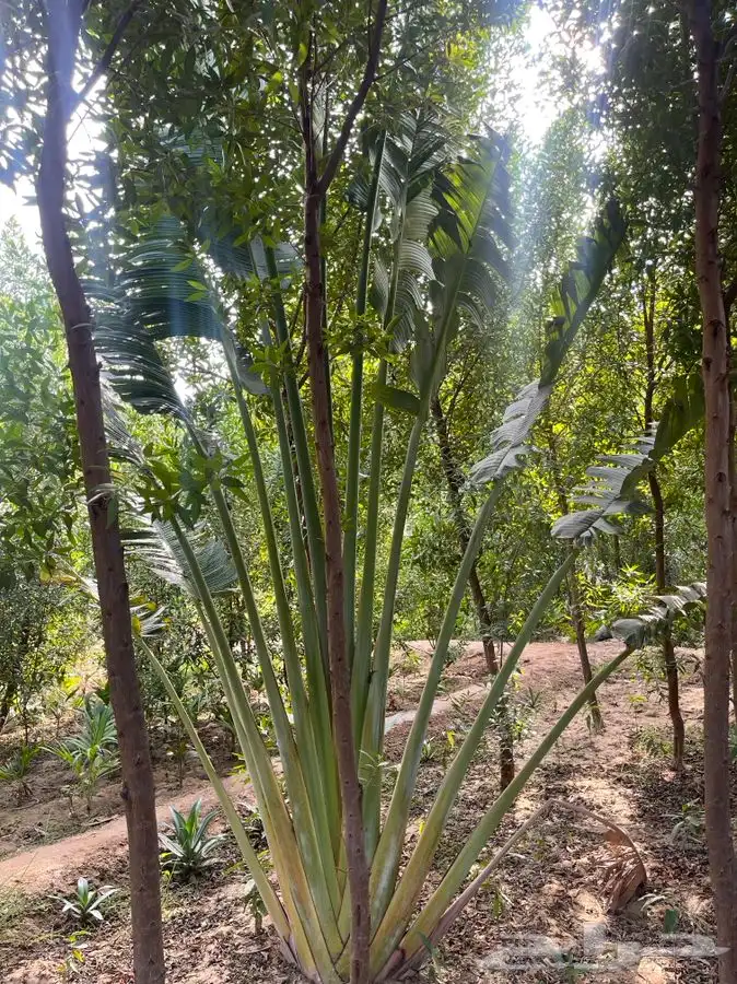 مشاتل التكامل الخضراء 0533361329 6