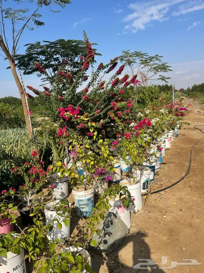 مشاتل التكامل الخضراء 0533361329 1