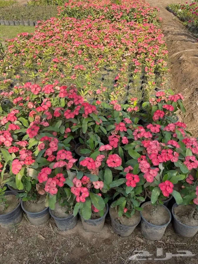 مشاتل التكامل الخضراء 0533361329 5