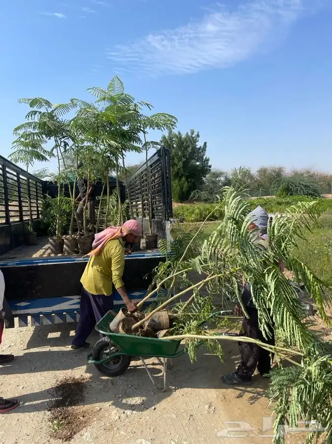 مشاتل التكامل الخضراء 0533361329 17