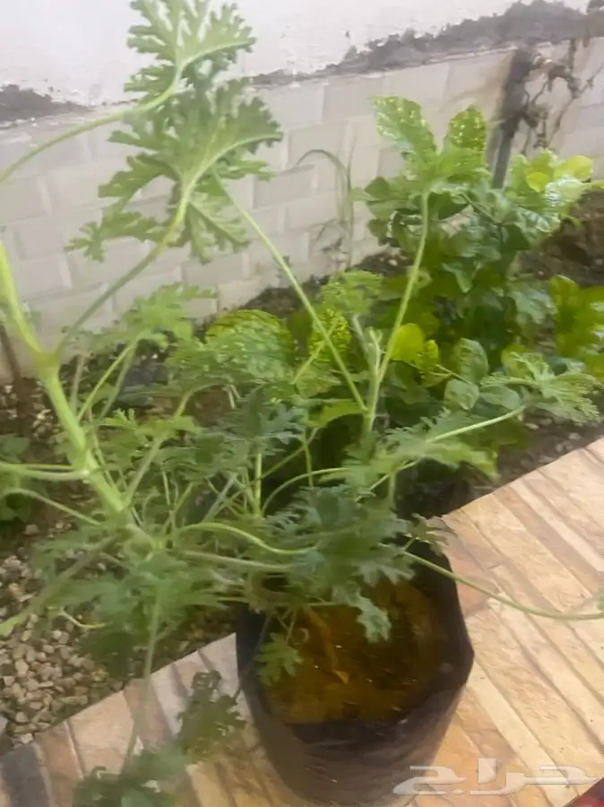 مشاتل التكامل الخضراء 0533361329 12