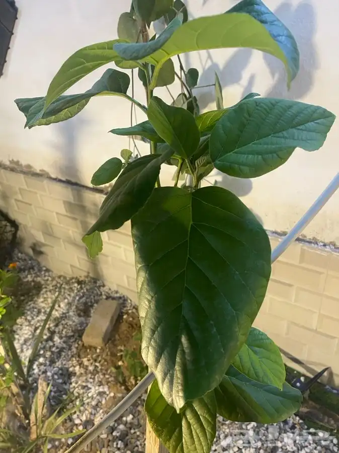 مشاتل التكامل الخضراء 0533361329 9