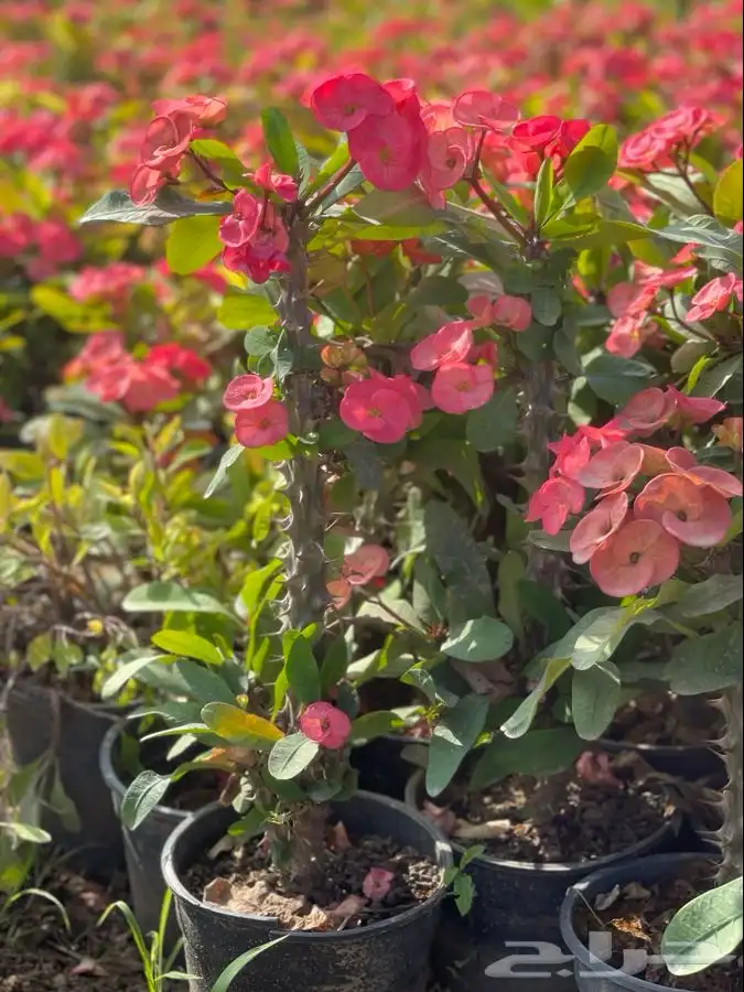 مشاتل التكامل الخضراء 0533361329 7