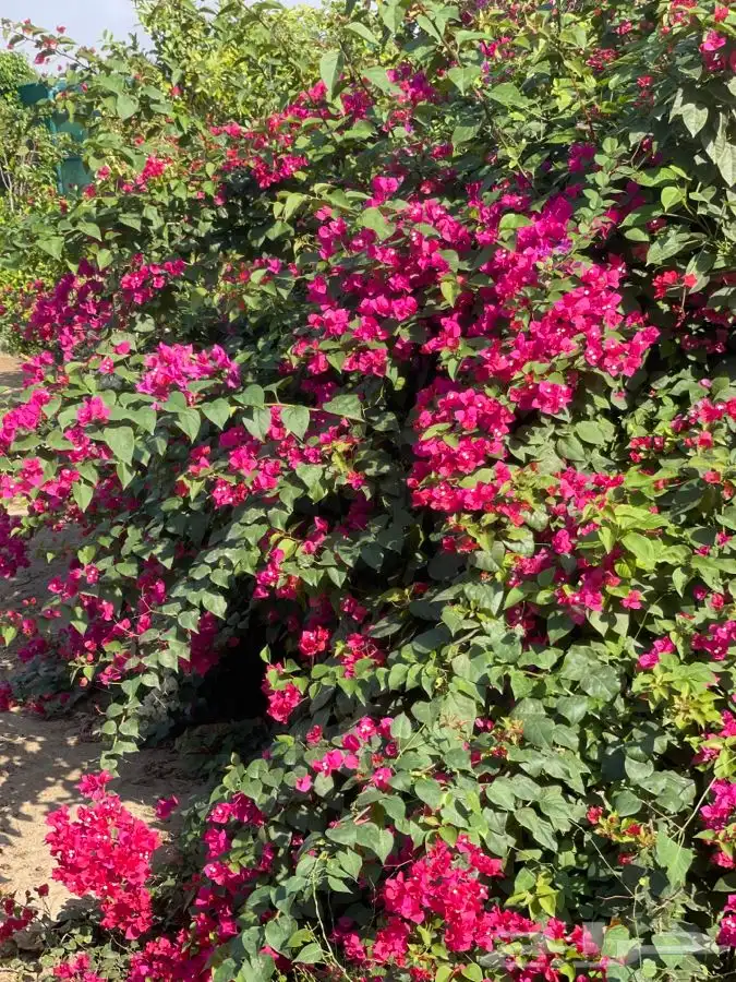 مشاتل التكامل الخضراء 0533361329 2