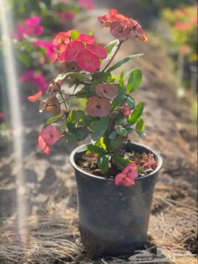 مشاتل التكامل الخضراء 0533361329 3