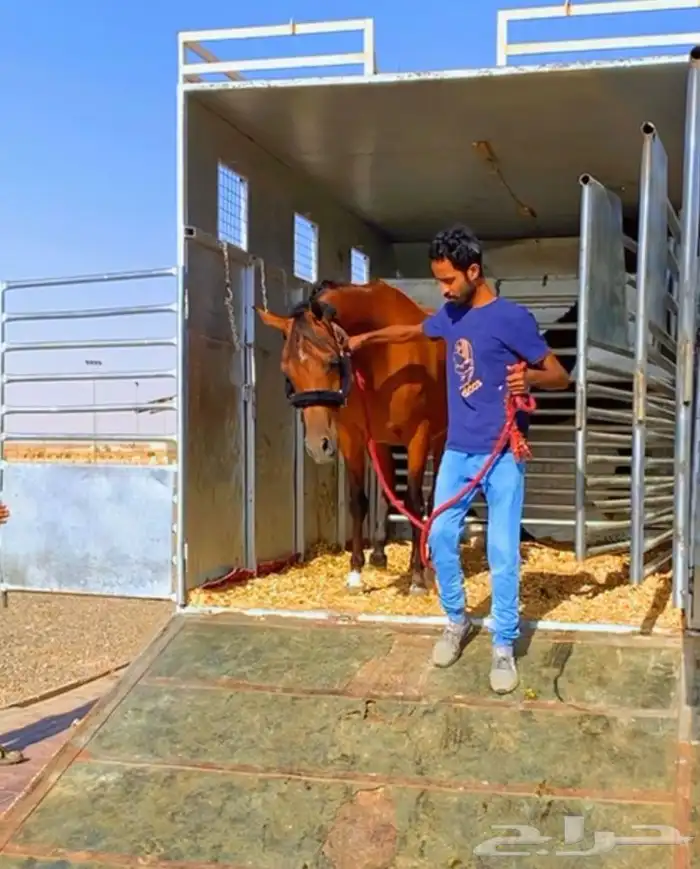 نقل خيل من الشمال الى الرياض وباقي مناطق المملكه 3