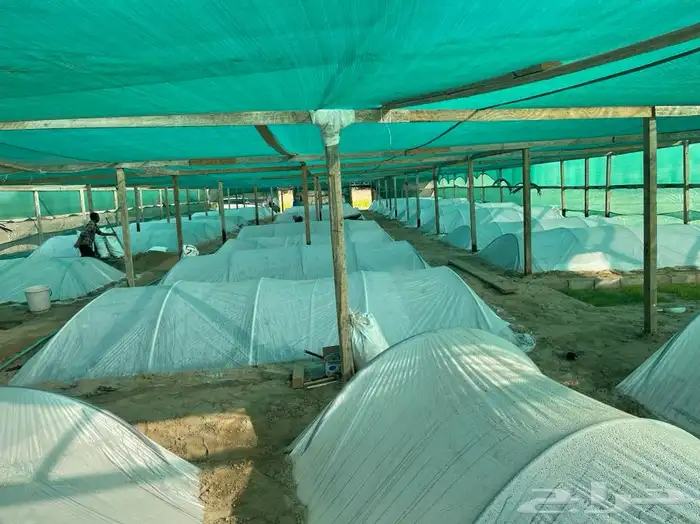 مشاتل التكامل الخضراء 0533361329 8