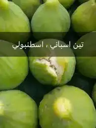 شتلات مثمره من أجود الأنواع 0