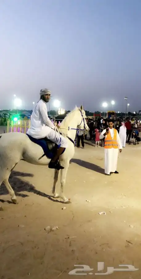 تاجير سيسي خيل للحفلات والمناسبات في الشرقية 3