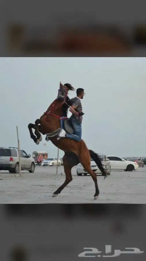 تاجير سيسي خيل للحفلات والمناسبات في الشرقية 1